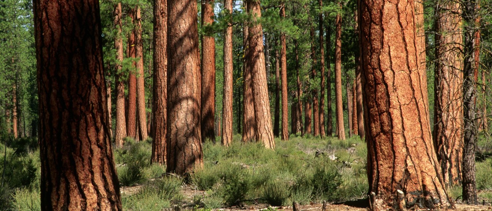 Old-growth ponderosa pines in the Deschutes National Forest